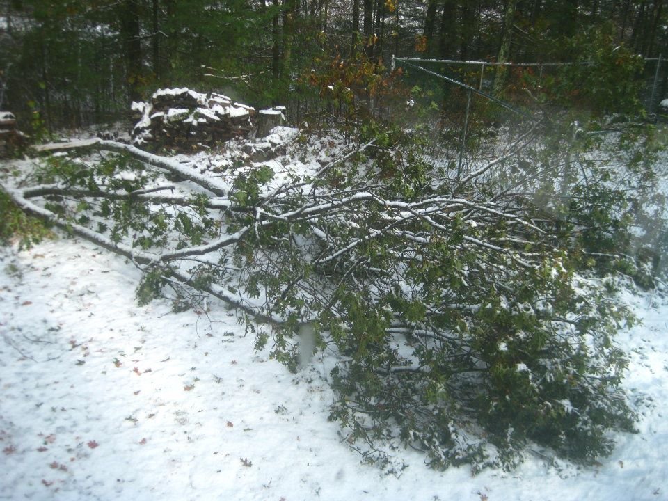 LORENE BEACH's album, Halloween Snow 2011