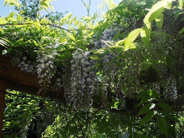 Barbara Price Gardner's album, Cover Photos