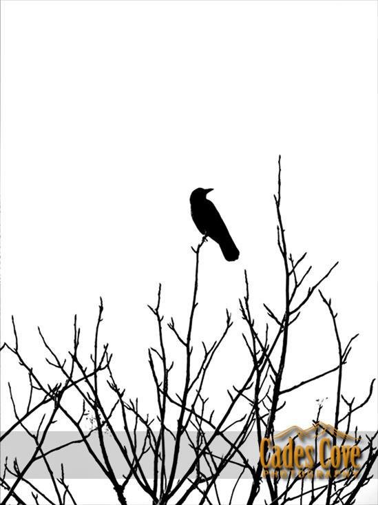 Terry Duff's album, Cover Photos