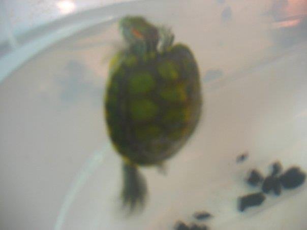 Todd Allison's album, Baby Turtles and Aquariums