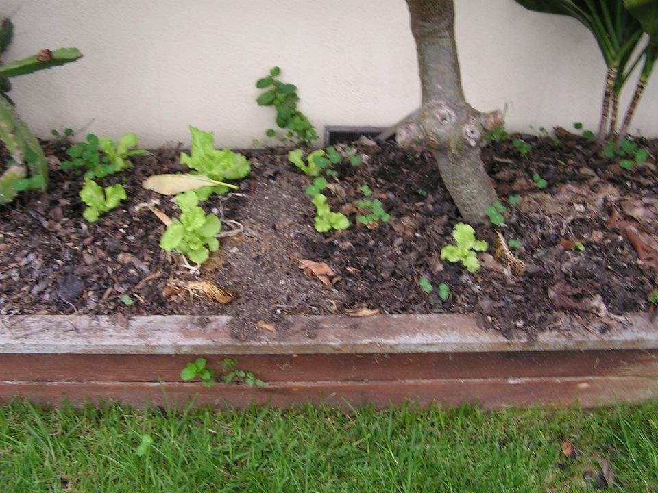 Mark Haprov's album, Veggies
