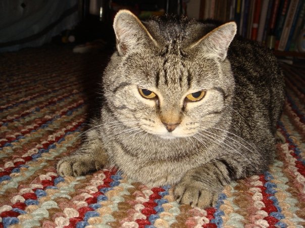 Prudence Labelle's album, cats