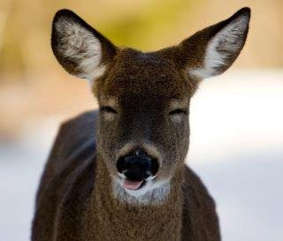 Doe Newton's album, Profile Pictures