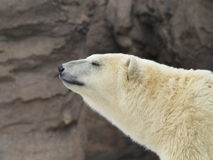 Anthony Carmichael's album, Detroit Zoo