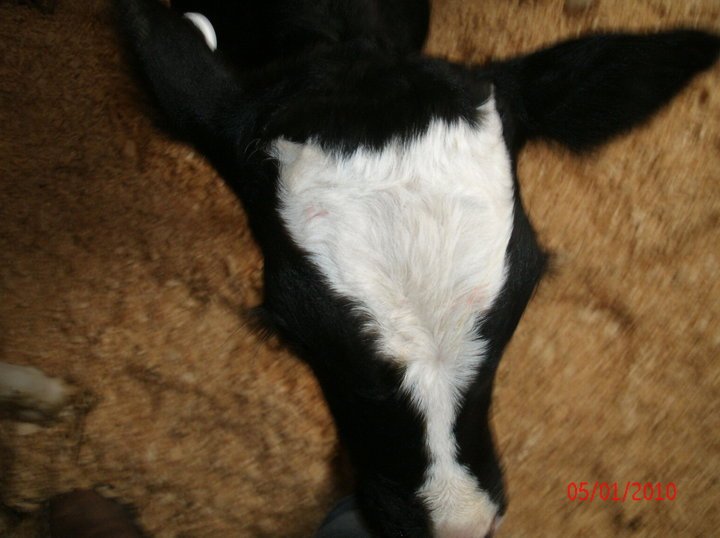 Michael Davis' album, Our first calves