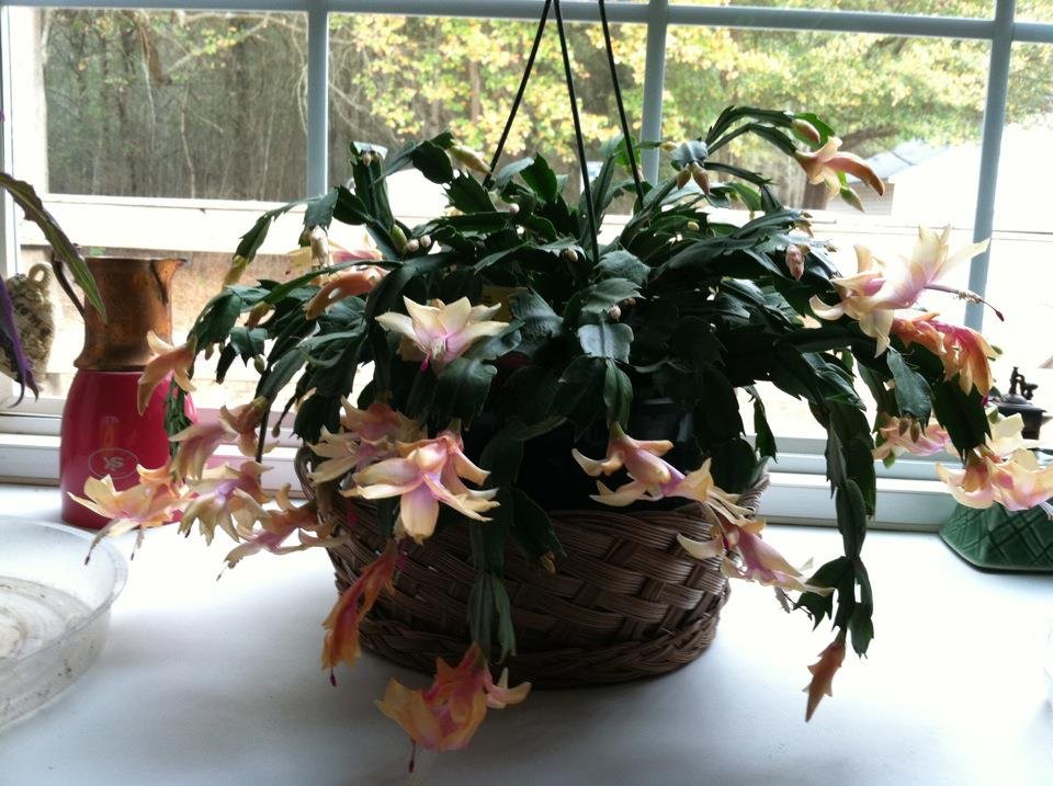 Rita Ford's album, Mobile Uploads