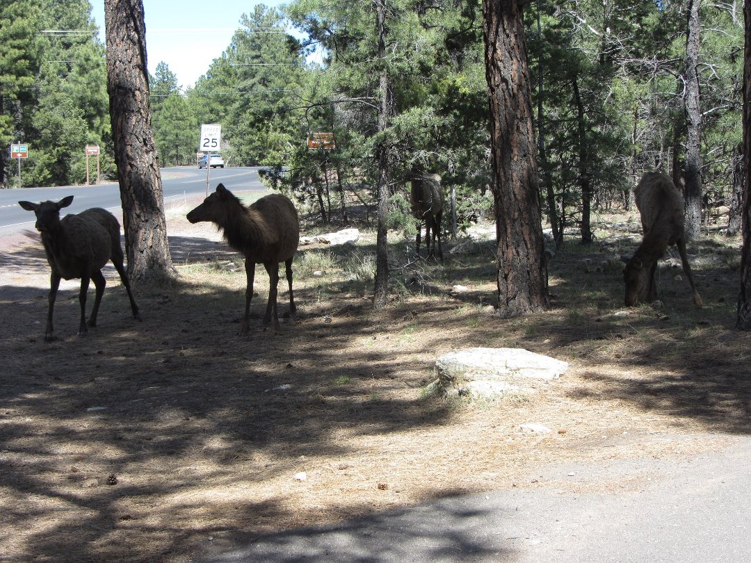 Steven Dasinger's album, Arizona - April/May 2013