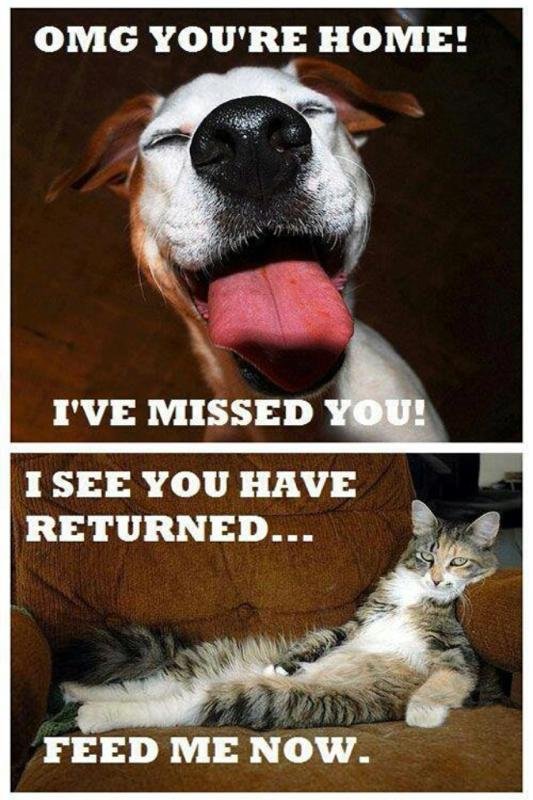 Jeff McDaniel's album, Mobile Uploads