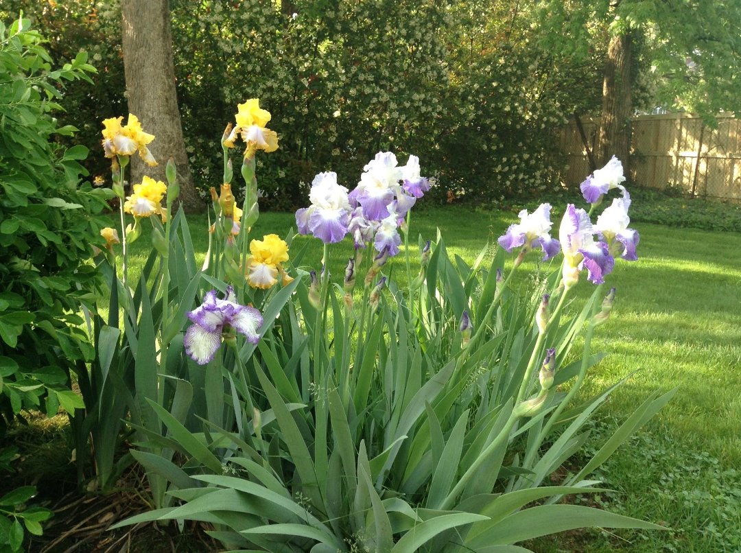 Jane Bourdow's album, Cover Photos