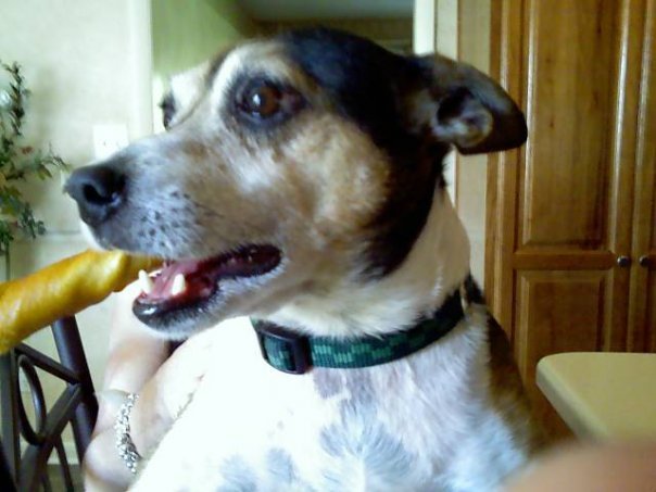 Steven Meeks' album, Pets