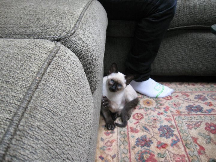 Michael Harvey's album, New Kitten