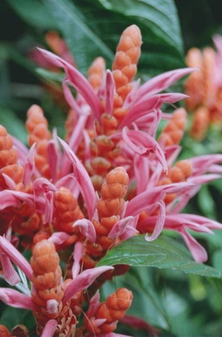 Merrick Gould's album, North Carolina 2009