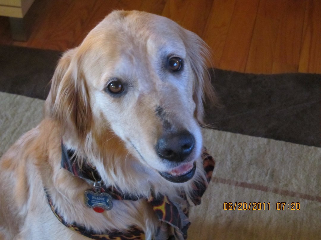 Cindy Weintraub's album, Sally, Chanel, Flame and Blake