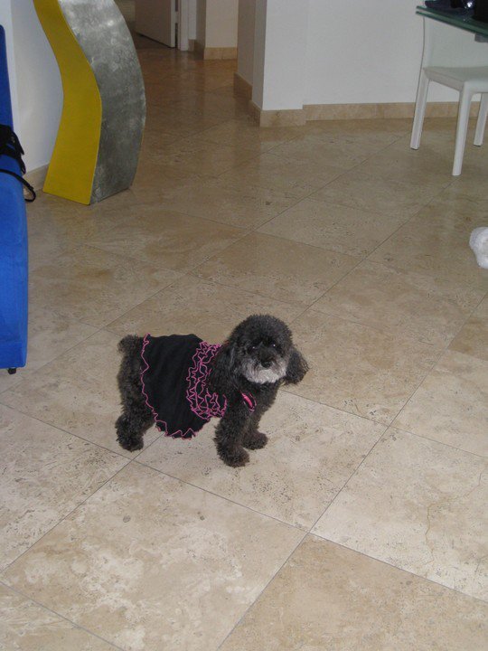 Hedy Sayet's album, June 19, 2011