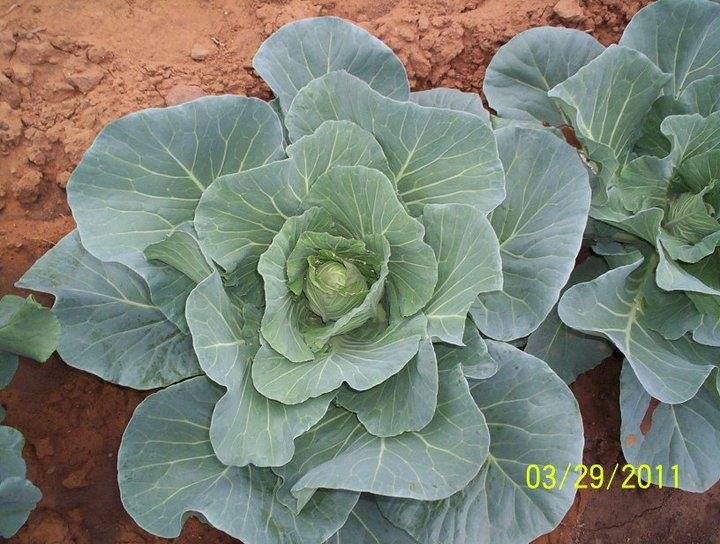 Sandy Shodeen's album, Garden Party Update for March 29, 2011