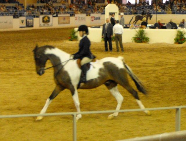 Janice Andersen's album, Arabian Horse Show 2013