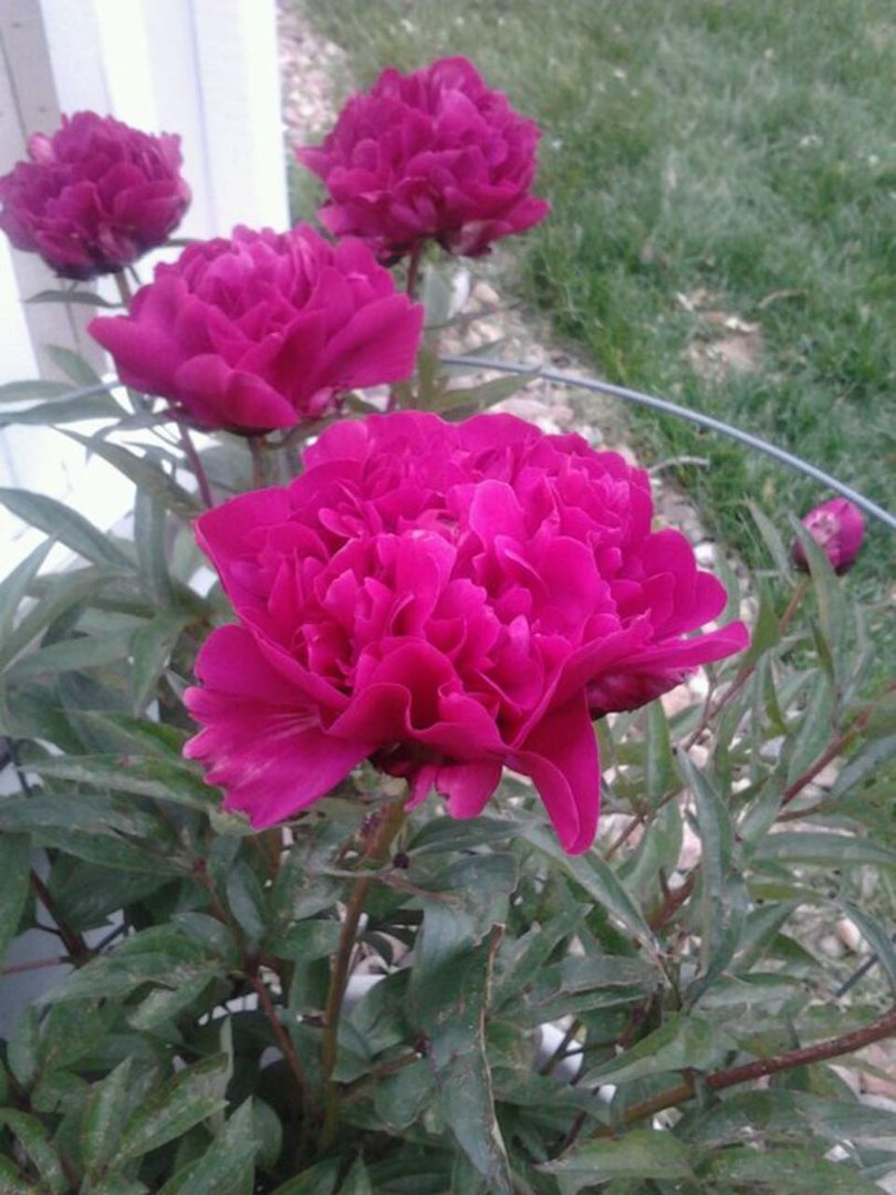 Cheryl Hamel's album, Mobile Uploads