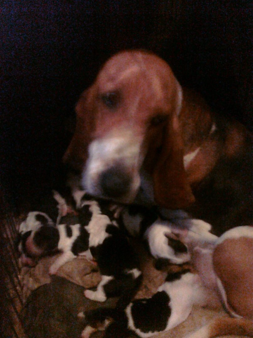 Patty Bates' album, Mobile Uploads