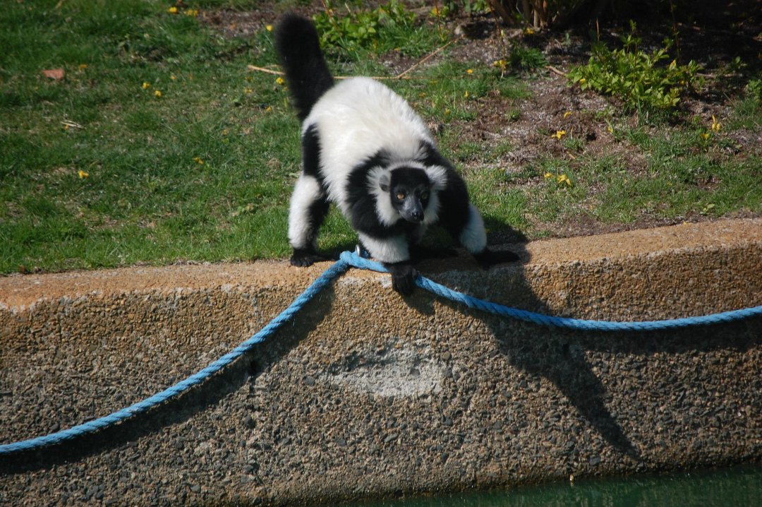 Chris Dix's album, Capron Park Zoo