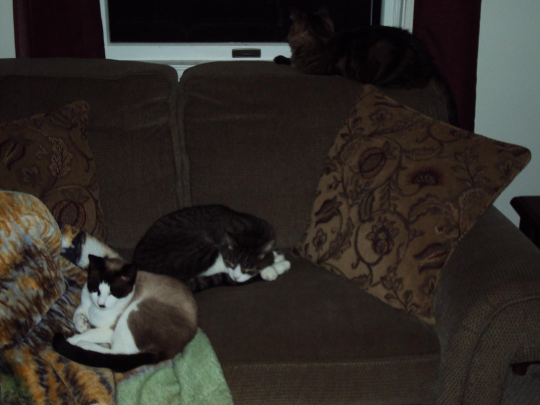 Debra Gamsby's album, Pets