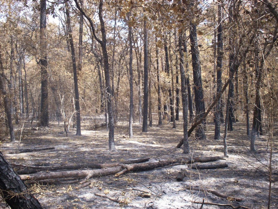 John Cooper's album, Bastrop property pictures, 9/2011
