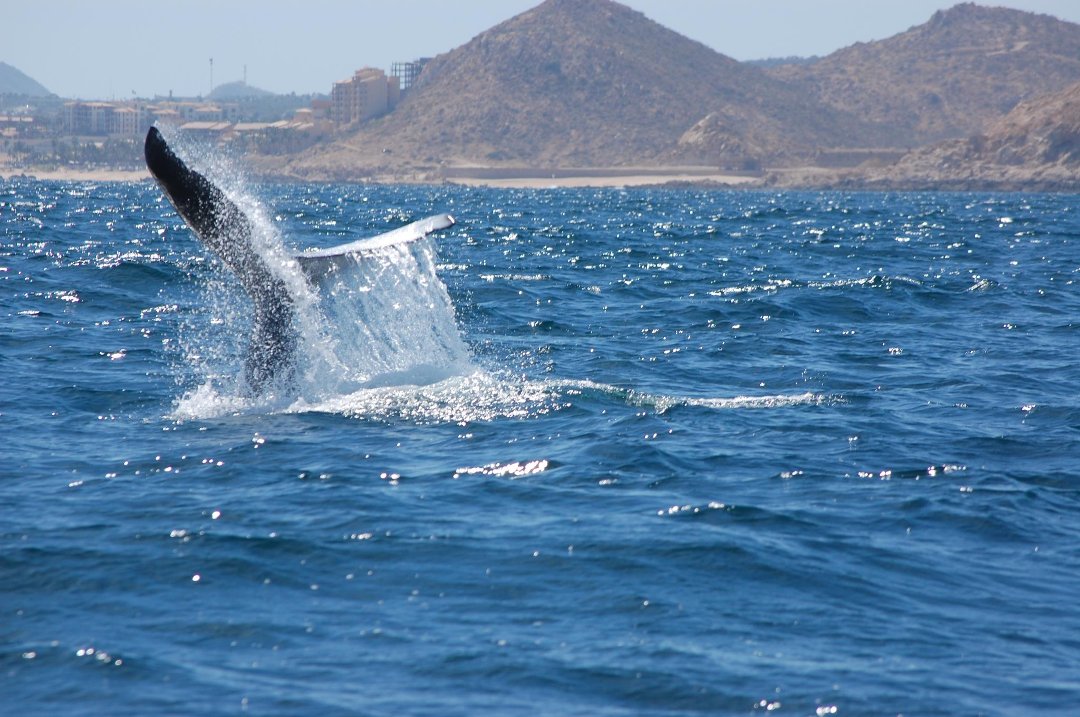 Kathy Doe's album, Cabo Experience