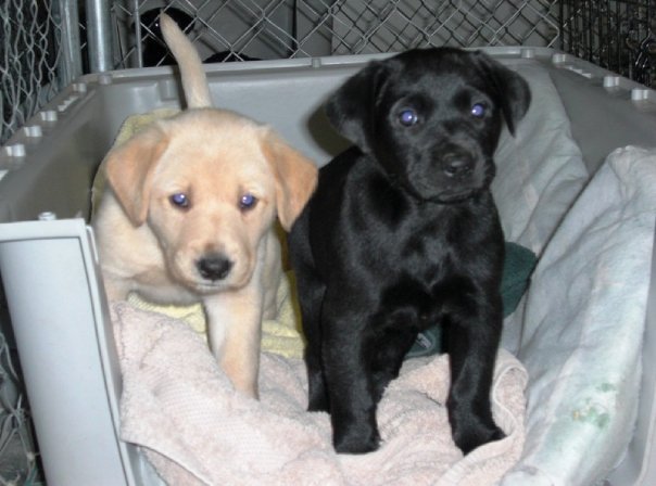 Jonathan Ide's album, Puppies