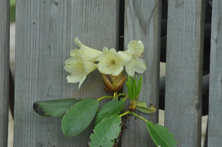 John Mahtab's album, Garden June, 2011