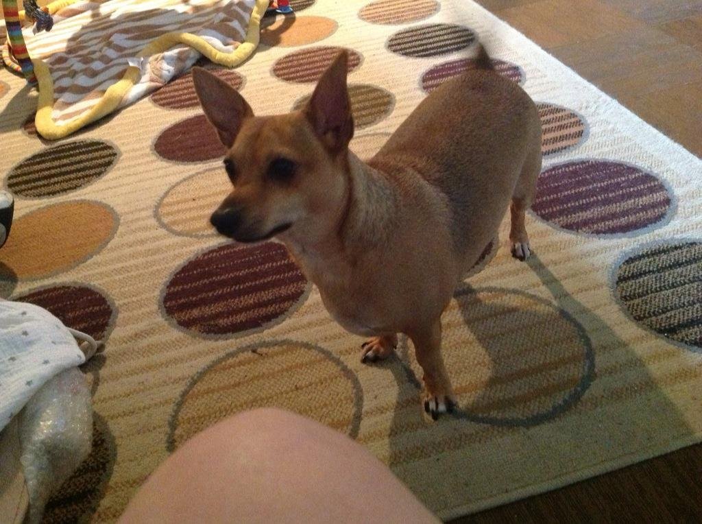Sharon Rosen-Dupont's album, iOS Photos