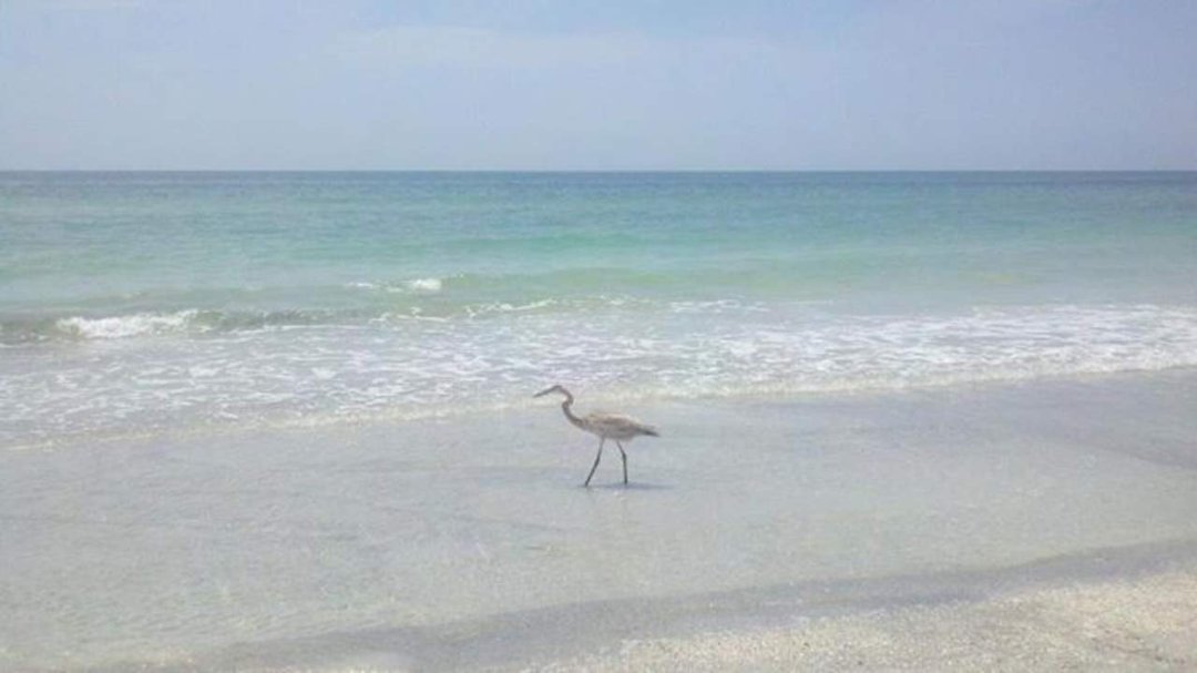 Caroline Jordan's album, Cover Photos