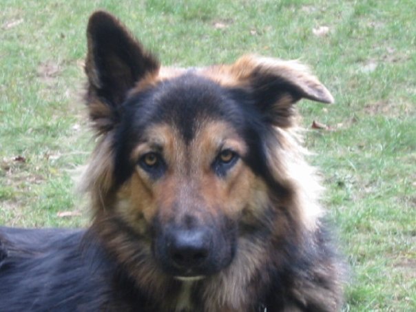 Robyn Lane's album, My dogs