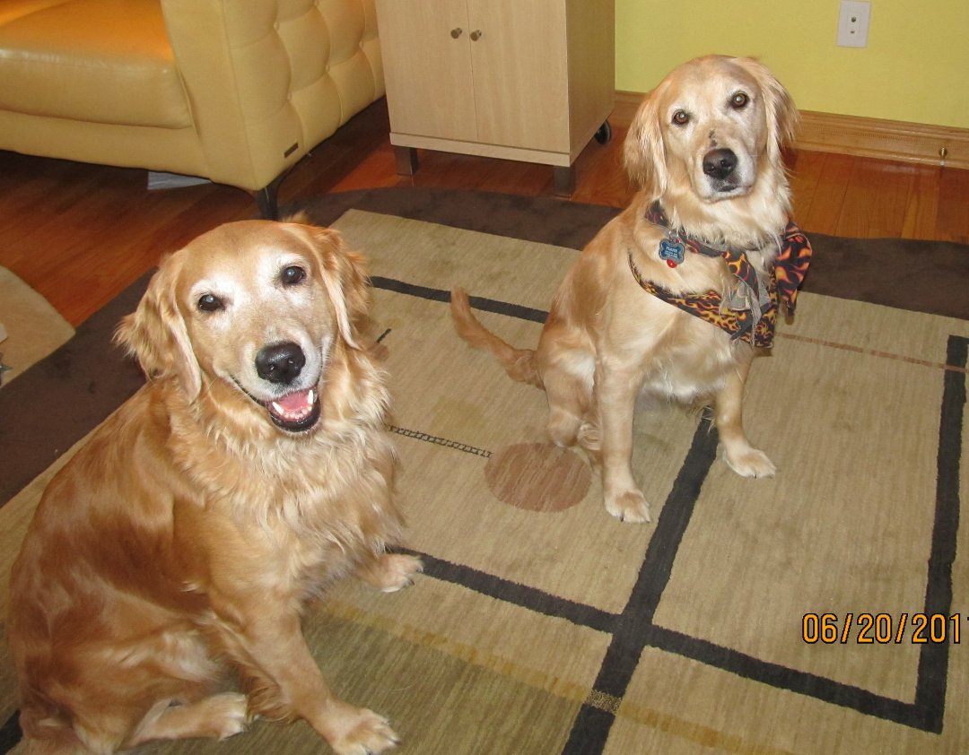 Cindy Weintraub's album, Sally, Chanel, Flame and Blake