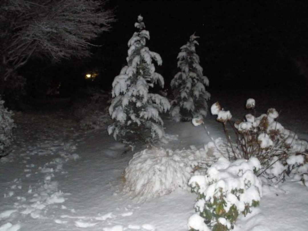 Susan Foley's album, snow storm 12/29/09