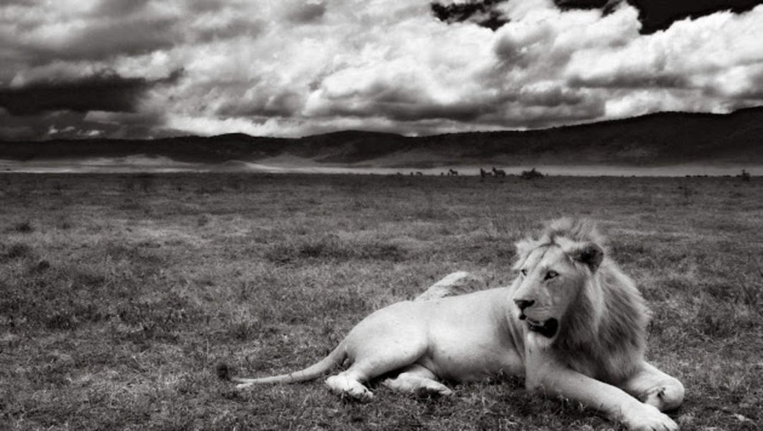 michael collins' album, Cover Photos