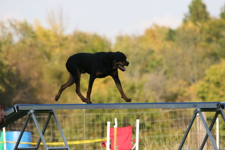 Heather Cotterman's album, In Memory of Woody "Buckeye's Bounding Glory