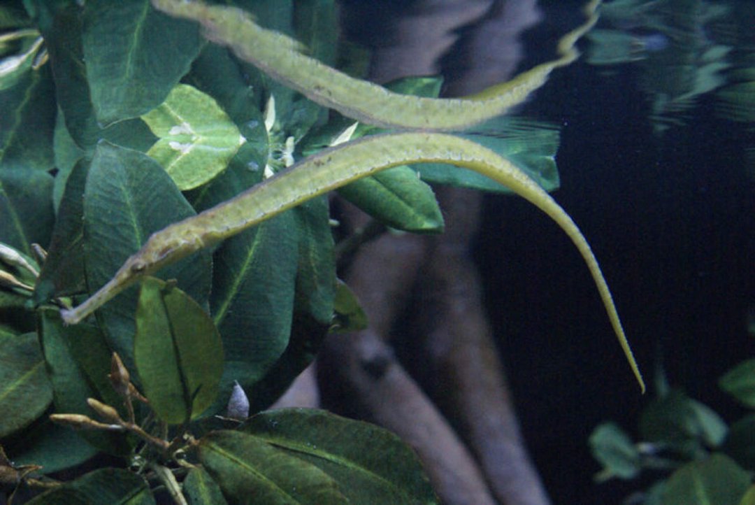 Mike Morris' album, Monterey Bay Aquarium