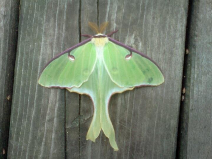 Heather Browning's album, LG Phone Photos