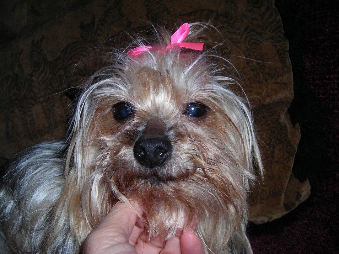 Connie Countryman's album, Sophie's 1st day home