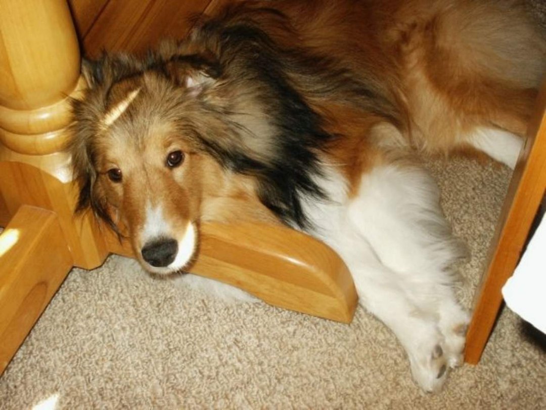 Cathy Sinclair's album, Introducing...... Brody!
