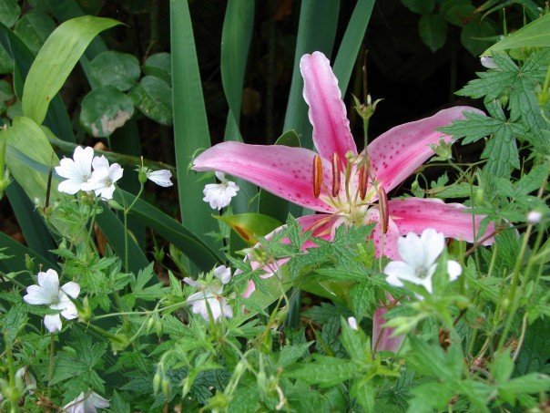 Joanne Smith's album, Flowers by Pam