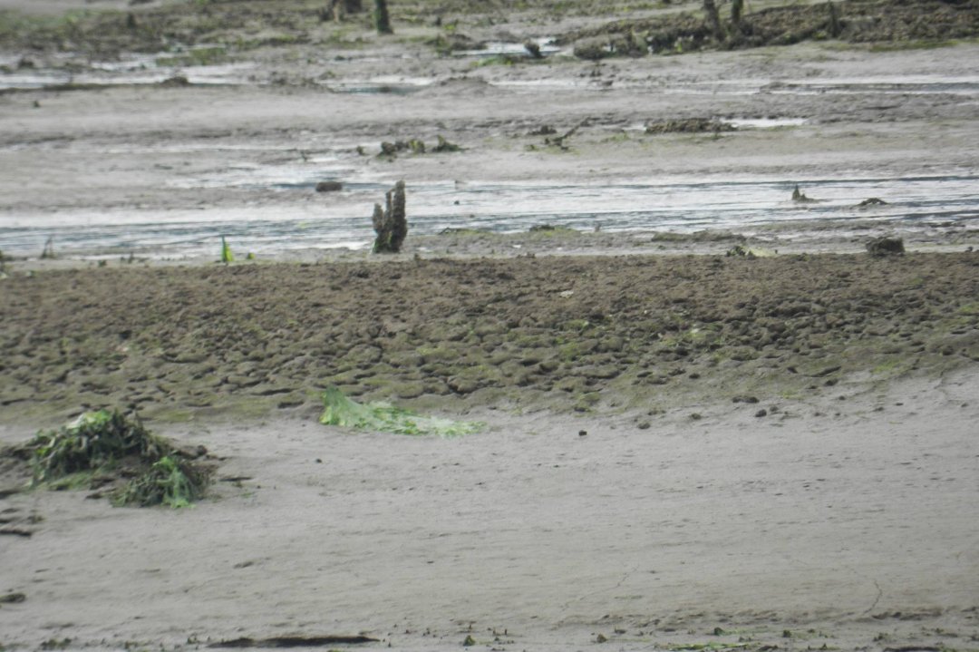 Vance McDill's album, Nisqually Wildlife Refuge