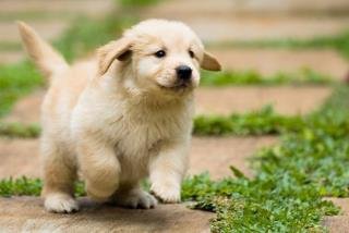 Sandy Lumley's album, Puzzled Dogs Photos