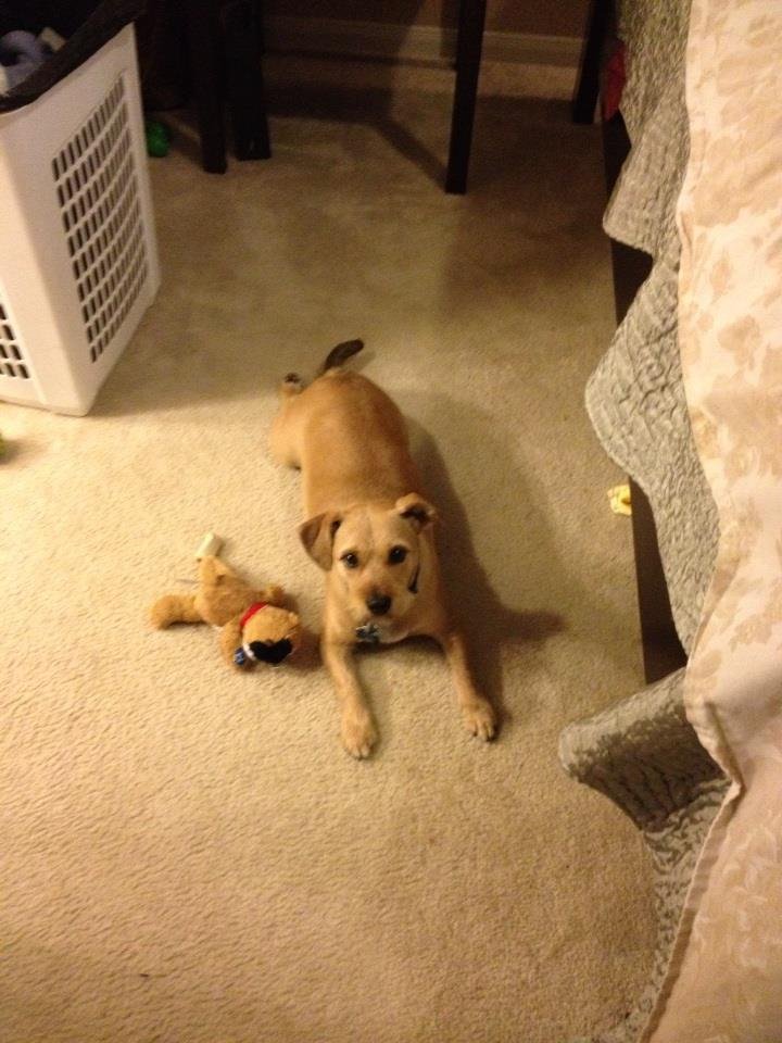Charlie Haynes' album, iOS Photos