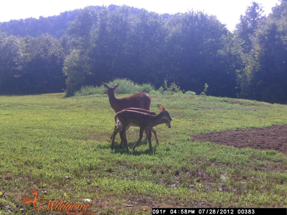 Todd Brouillard's album, Deer Camera