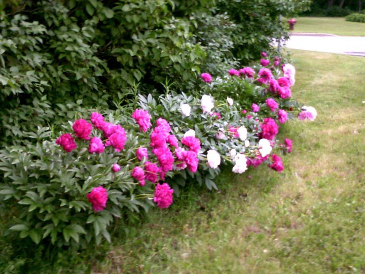 Ron Kopp's album, June 18, 2011