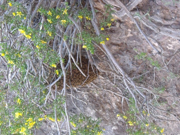 Robert Stevens' album, Picacho_Peak Hike