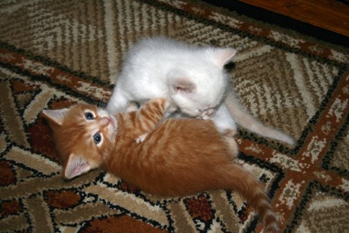 Anthony Willott's album, Kittens