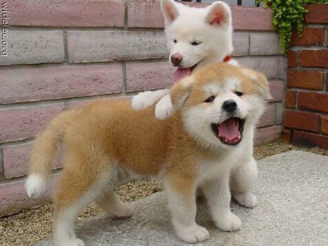 Michael Clarke's album, cutest puppies ever