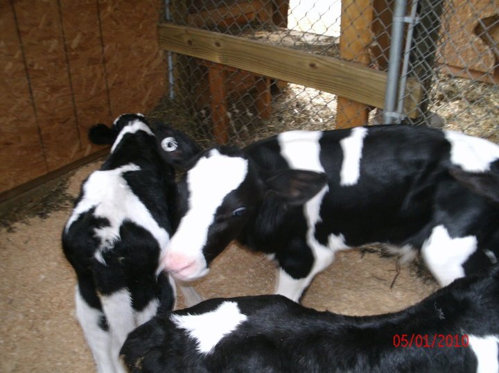 Michael Davis' album, Our first calves