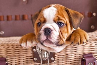 Sandy Lumley's album, Puzzled Dogs Photos